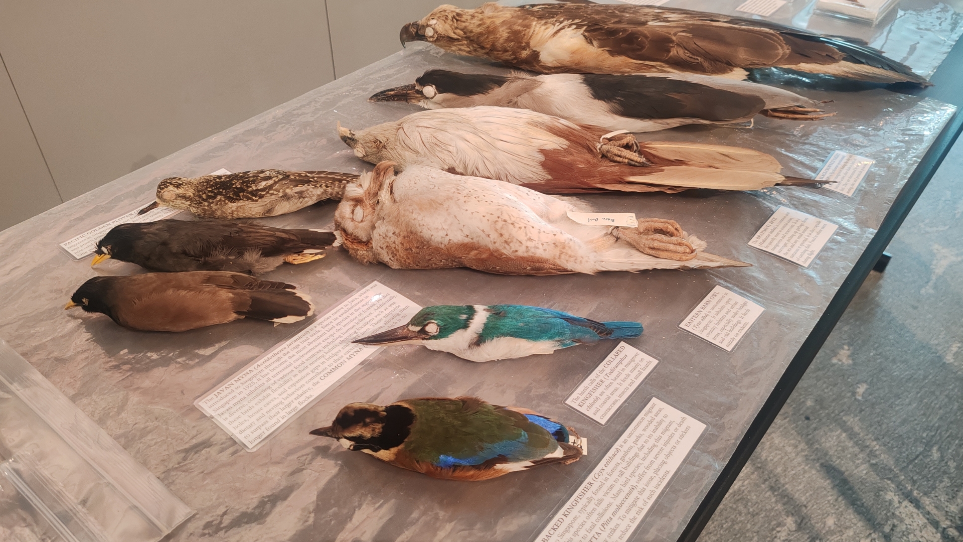 Mandai Rainforest Resort by Banyan Tree-World of Birds Workshop